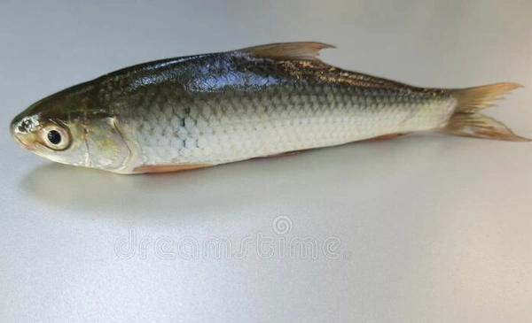 Bata Fish (বাটা মাছ)