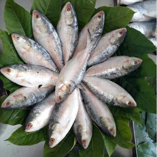 Hilsa Fish (ইলিশ মাছ)