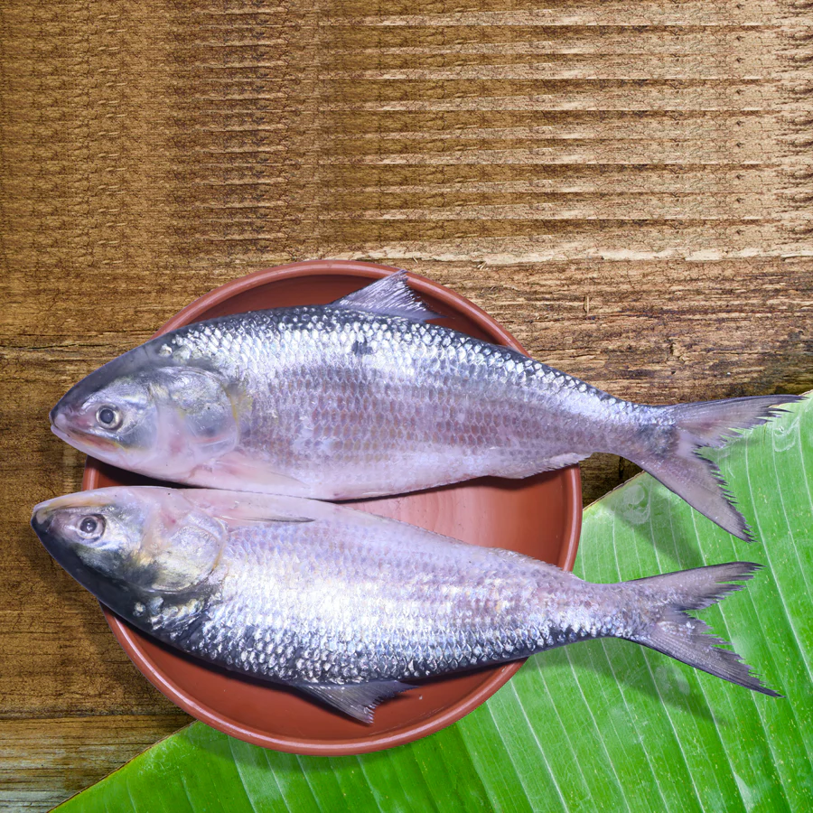 Hilsa Fish (ইলিশ মাছ)