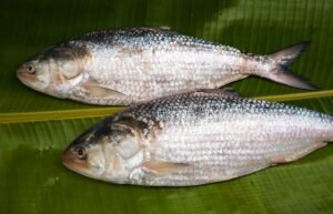 Hilsa Fish (ইলিশ মাছ)