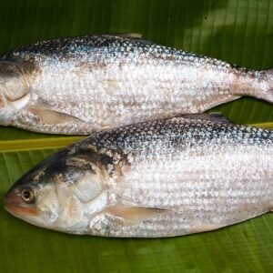 Hilsa Fish (ইলিশ মাছ)