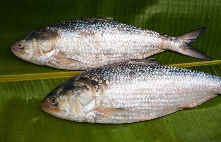 Hilsa Fish (ইলিশ মাছ)