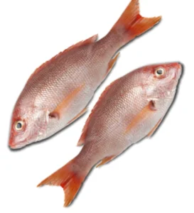 Bhola Fish (ভোলা মাছ)