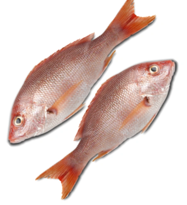 Bhola Fish (ভোলা মাছ)