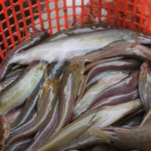 Jiol Fish (শিঙি মাছ)