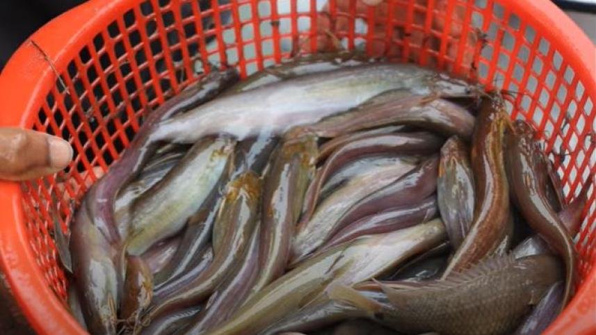 Jiol Fish (শিঙি মাছ)