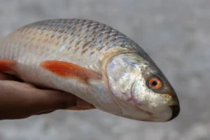 Rohu Fish (রুই)
