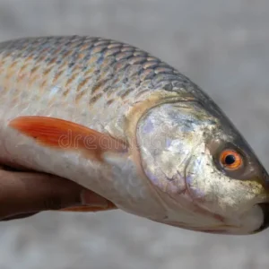 Rohu Fish (রুই)