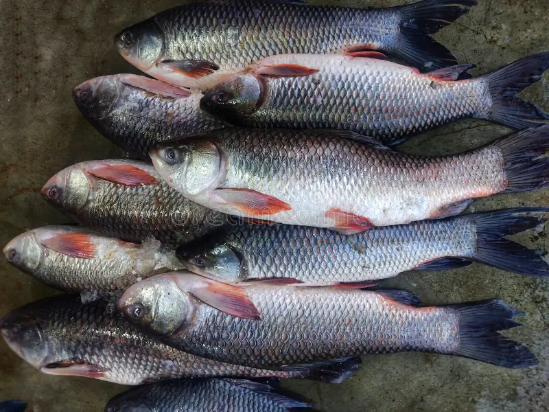 Rohu Fish (রুই)