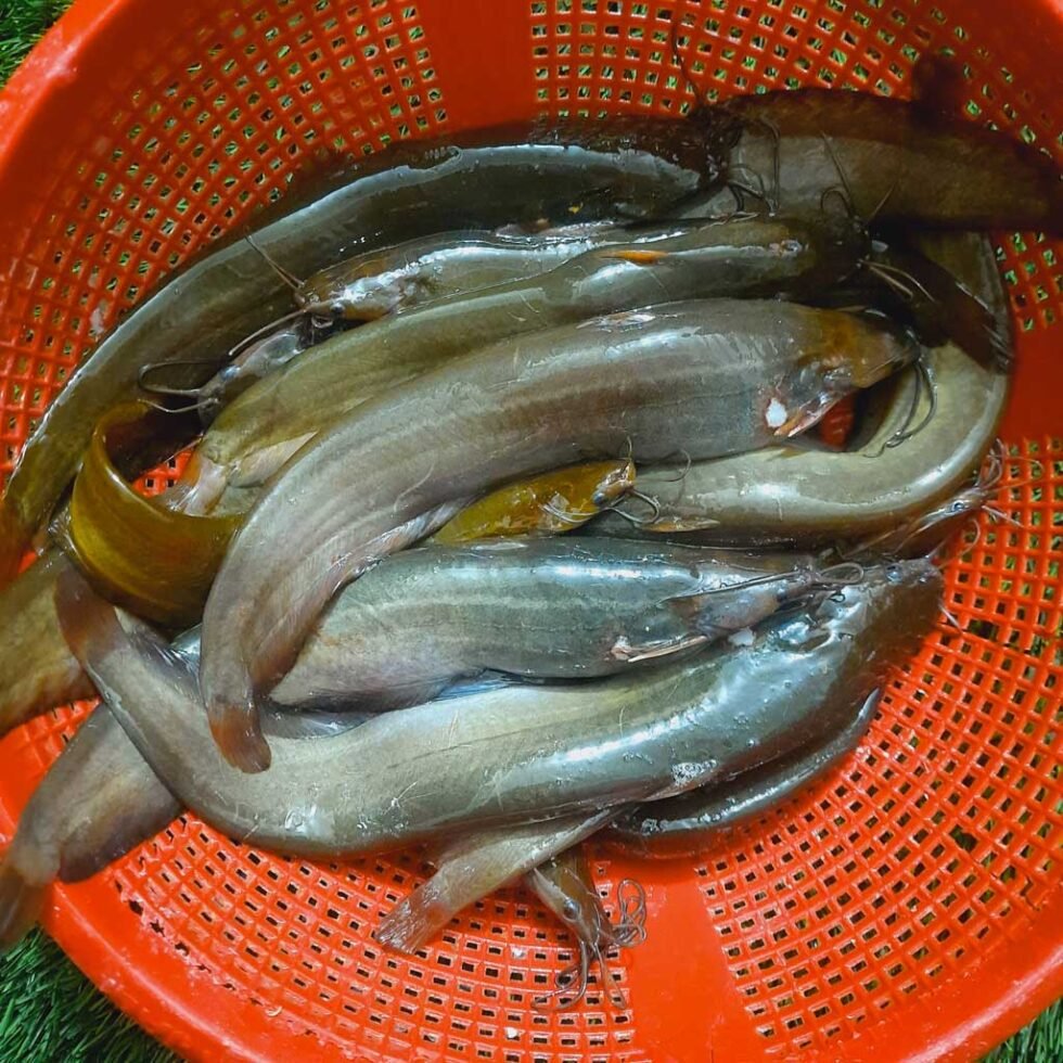 Jiol Fish (শিঙি মাছ)