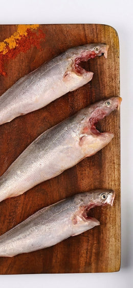 Bhola fish Curry Cut_Bengali Cut